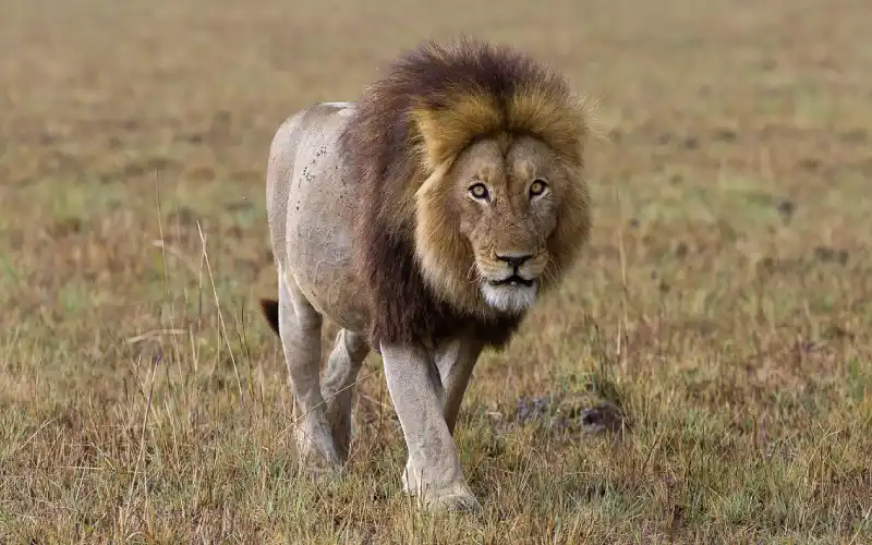 lion - zambia