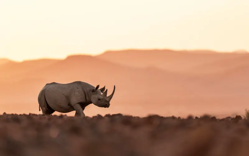 namibia - Bush2City (14)