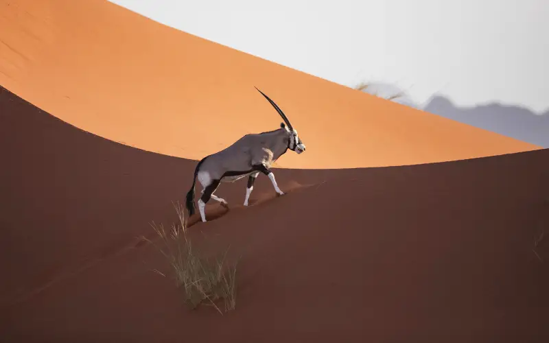 namibia - Bush2City (32)