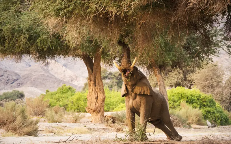 namibia - Bush2City (39)