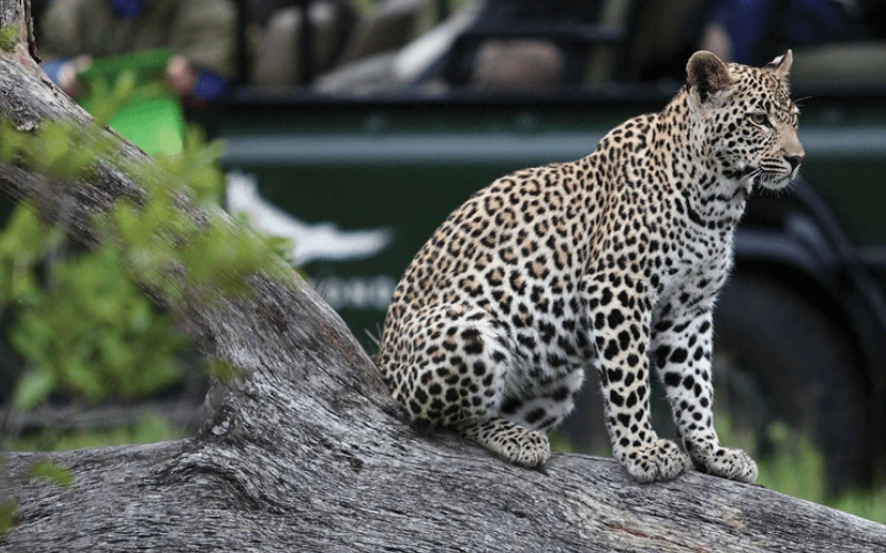 south africa safari - bush2city