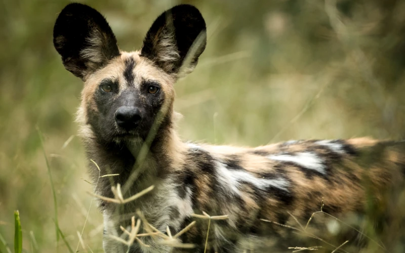 zimbabwe wilddog
