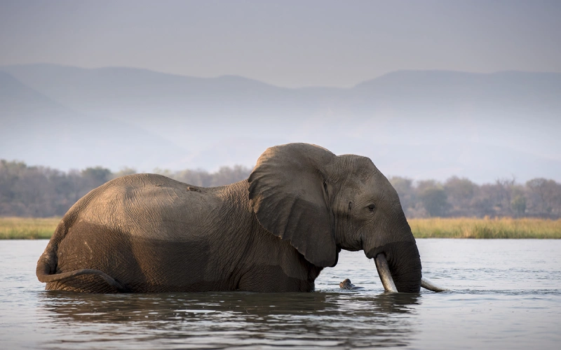 zimbabwe wildlife (6)