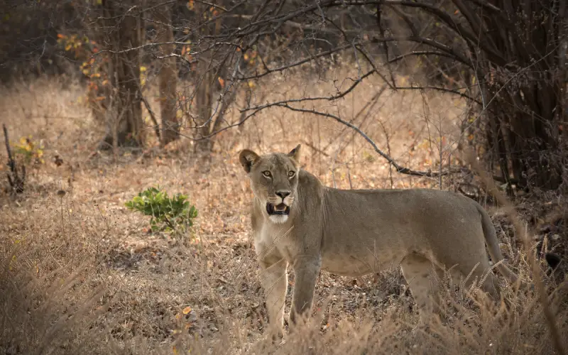 zimbabwe wildlife (7)