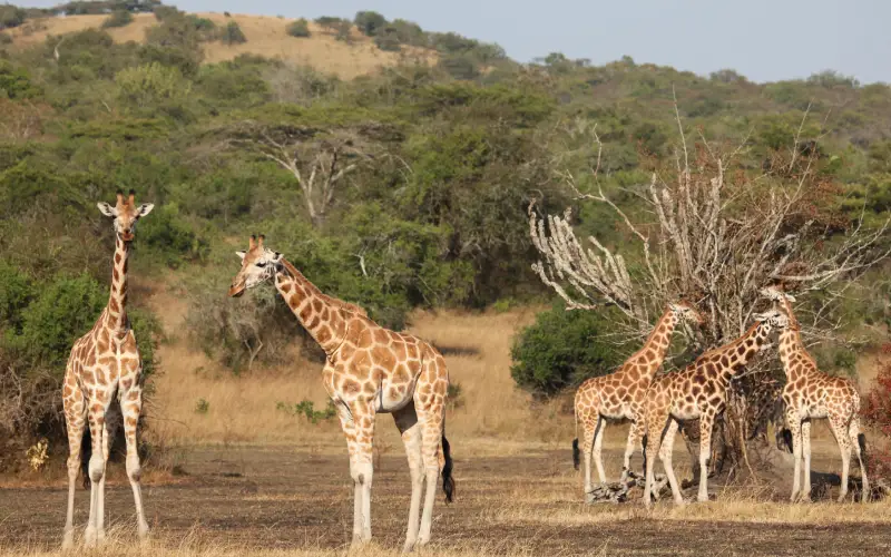 lake mburo (7)