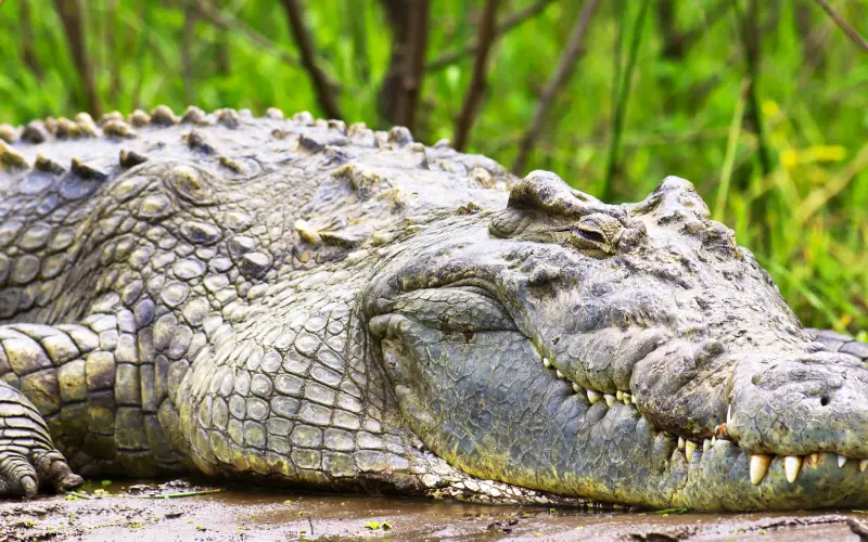 Murchison - bush2cit