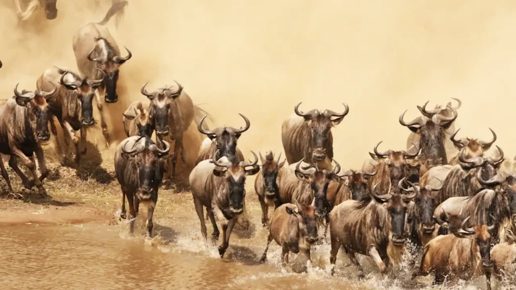 Dramatic Mara River crossing during the Great Migration in Africa