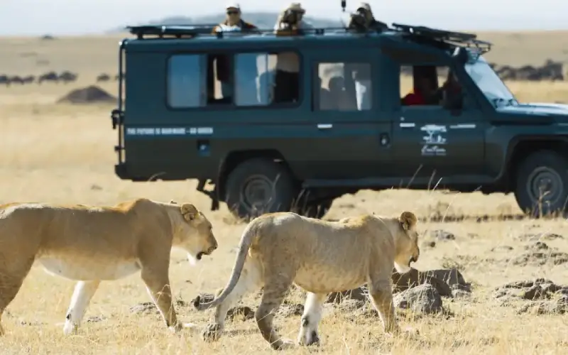 feature-masai-mara-bush2city-kenya