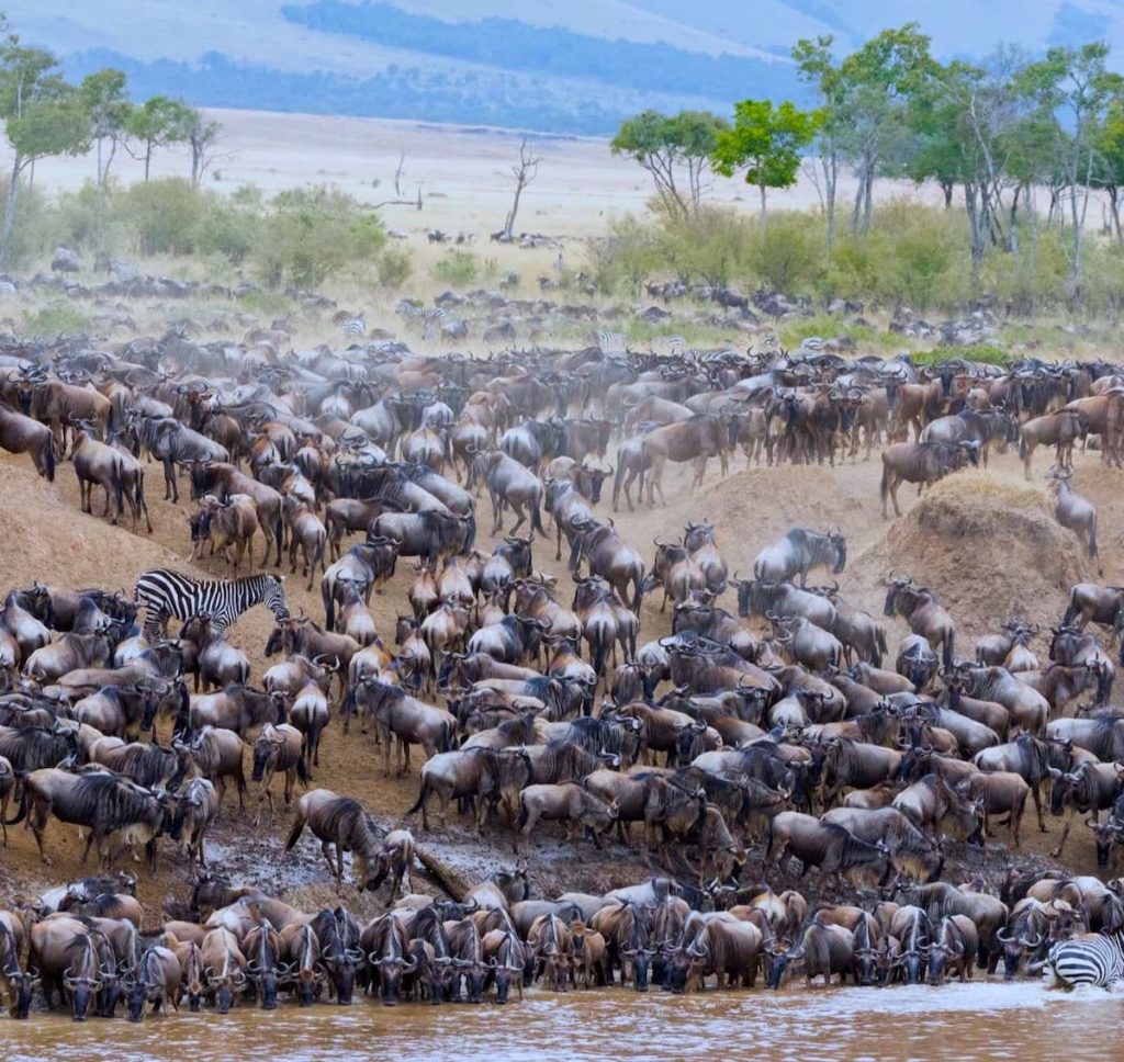 Africa’s Great Migration crossing in Northern Serengeti
