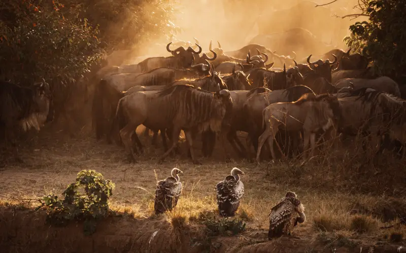 Great Wildebeest Migration river crossing safari in Tanzania