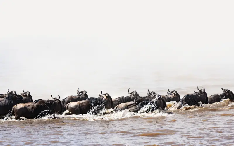 Wildebeest migration safari experience in Tanzania and Kenya