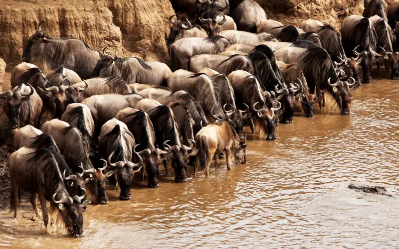 Large wildebeest herd crossing crocodile-filled Mara River
