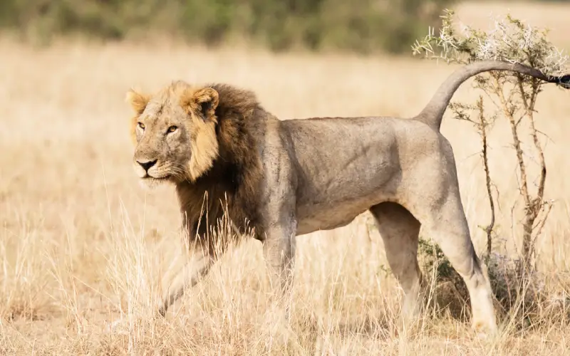 Queen Elizabeth - Bush2City (2)