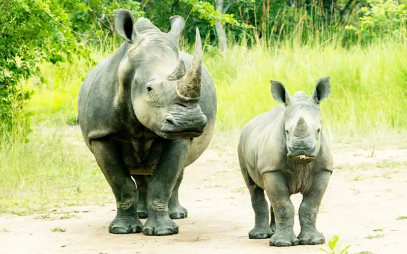 Ziwa rhino - Bush2City (4)