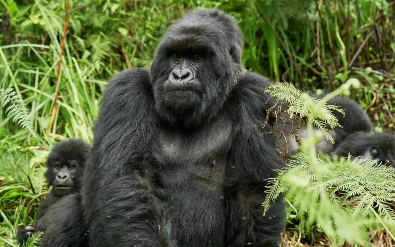 mgahinga gorilla - bush2city (3)