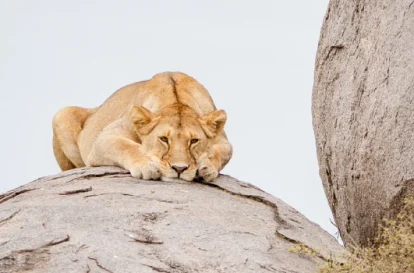 11 day big five tanzania zanzibar