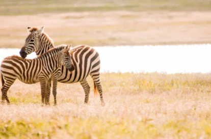 13-Day The Heart of East Africa Classic Safari_