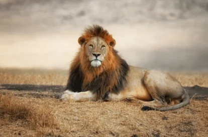 7-Day Tanzania Dream Safari – Luxury