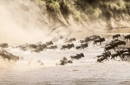 Day in Serengeti (4)