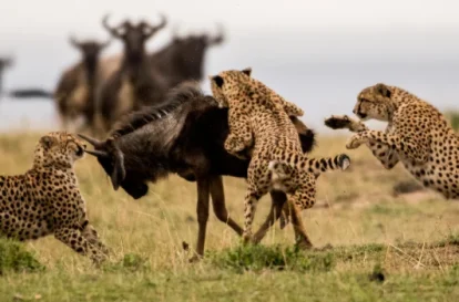a group of cheetahs fighting with a wildebeest