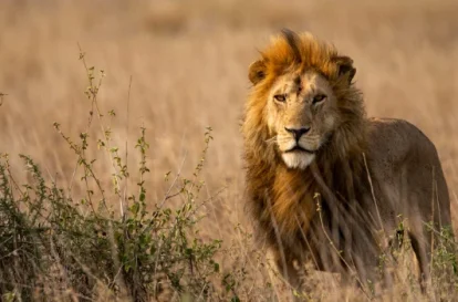 Day in Serengeti (9)