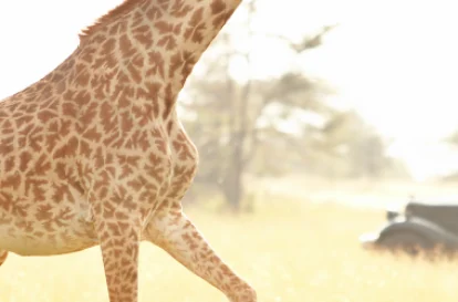 Kenya Safaris - Bush2City