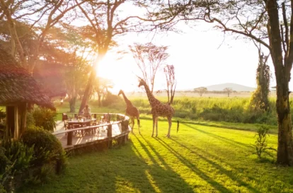 Sirikoi - Bush2City (2)