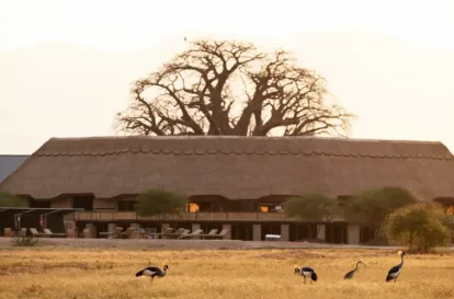 burunge baobab - bush2city