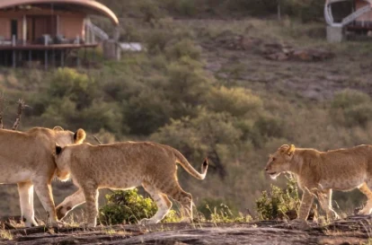 day in masai mara (1)