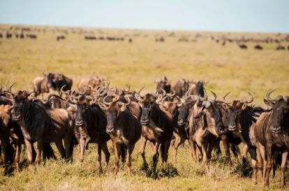 serengeti (33)